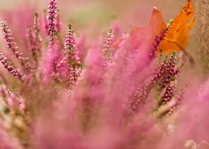 Hotel Amber Boutique - Amber